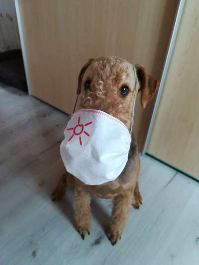 Airedale Terrier-Beitrag-Bild