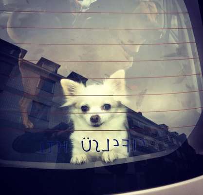 Die Dogorama Wochen Challenge-Beitrag-Bild