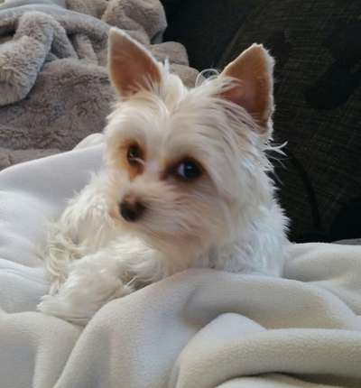 Yorkshire Terrier-Beitrag-Bild