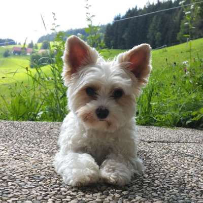 Die Dogorama Monats Challenge "Es grünt und blüht"-Beitrag-Bild