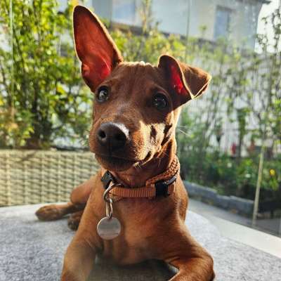 Hundetreffen-Spieltreffen für kleine bis mittelgroße Welpen / Junghunde und gerne auch Gassitreffen-Bild