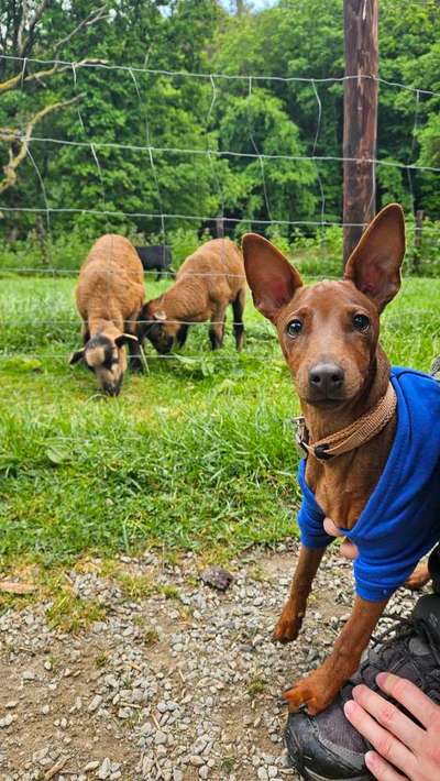 Hundetreffen-Spielen oder Gassi für kleine (Jung)hunde-Bild