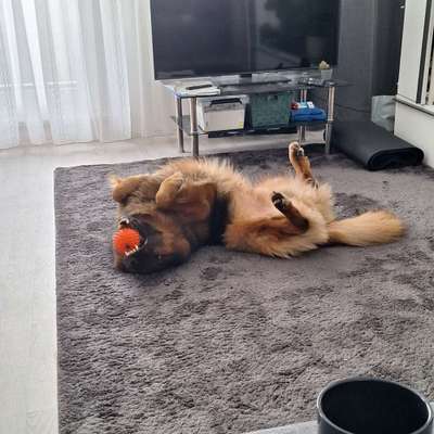 Hundetreffen-Ahrensfelde-Bild