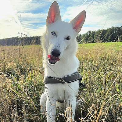 Hundetreffen-Spielfreude für meine Aktive Lucy-Bild