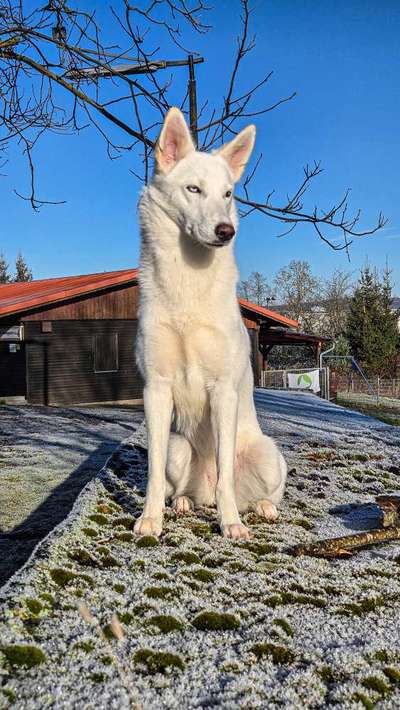 Husky-Beitrag-Bild