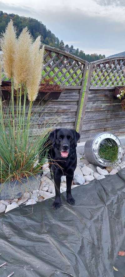 Die Dogorama Kalender Challenge Titelbild-Beitrag-Bild