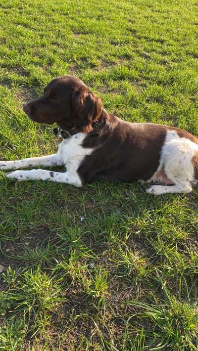 Kleiner Münsterländer!-Beitrag-Bild