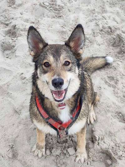 💖😊Das ALLERSCHÖNSTE Foto von deinem Hund💖😊-Beitrag-Bild