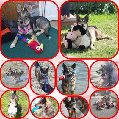 Zeige deinen Schatz mit seinem Lieblingsspielzeug.-Beitrag-Bild