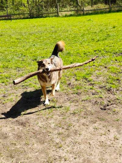 52. Collagenchallenge: Dein Hund im Sonnenschein-Beitrag-Bild