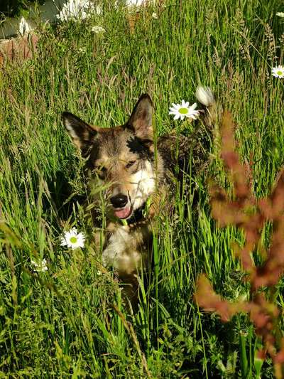 39. Collagen Challenge - Dein Hund auf einer Wiese-Beitrag-Bild