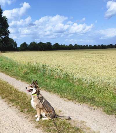 156. Fotochallenge *** DEIN HUND UND DIE WUNDERSCHÖNEN WOLKEN ***-Beitrag-Bild