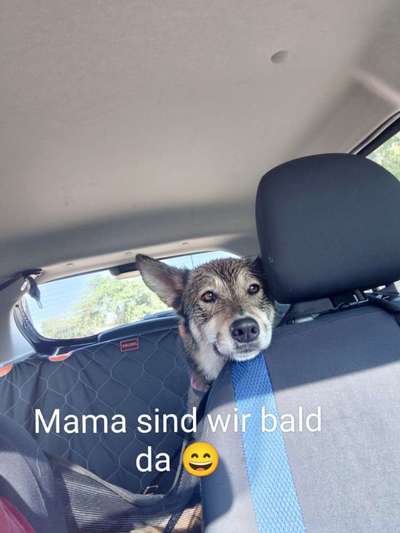 141. FOTO CHALLENGE 
Reisende soll man nicht aufhalten-Beitrag-Bild