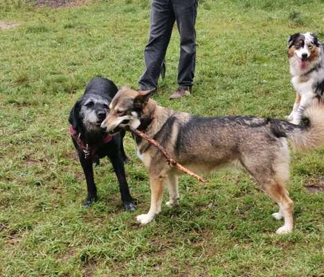 Fotowettbewerb : Hundekommunikation-Beitrag-Bild