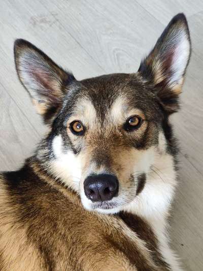 Dogorama Photo Challenge - Details Ganz nah-Beitrag-Bild