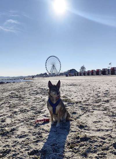Handy Fotochallenge Nr. 52: Dein Hund mit blauem Himmel-Beitrag-Bild
