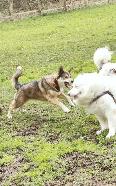 Fotowettbewerb ,,mein gruseliger Hund"-Beitrag-Bild