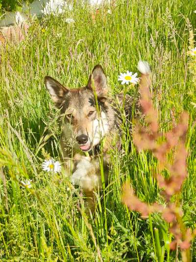 52. Collagenchallenge: Dein Hund im Sonnenschein-Beitrag-Bild