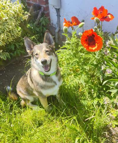 52. Collagenchallenge: Dein Hund im Sonnenschein-Beitrag-Bild