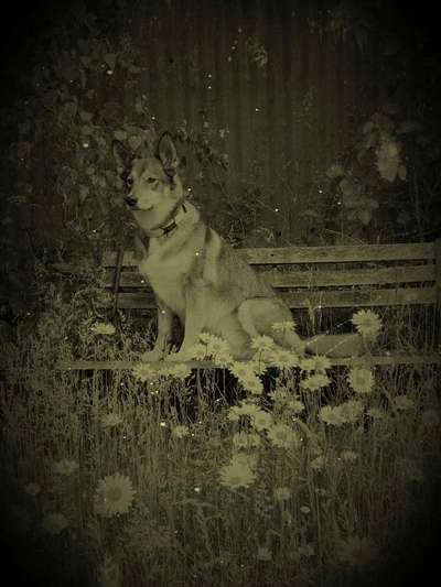 FarbenFoto - Challenge: Sepia-Beitrag-Bild