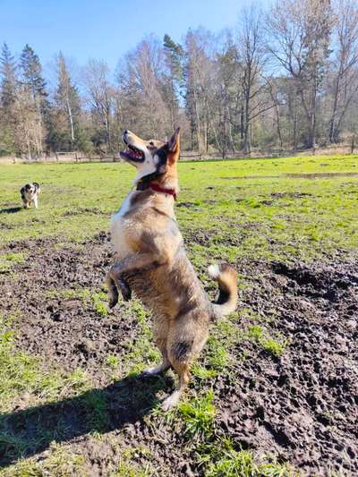 Fotochallenge bettelnder Hund!-Beitrag-Bild