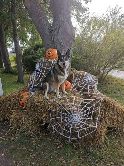 68. Handy Foto Challenge: "Ins Netz gegangen"-Beitrag-Bild