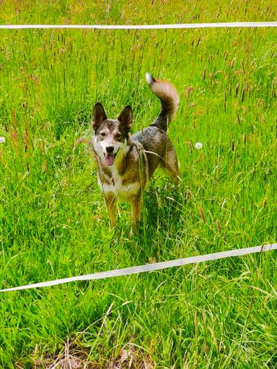 39. Collagen Challenge - Dein Hund auf einer Wiese-Beitrag-Bild