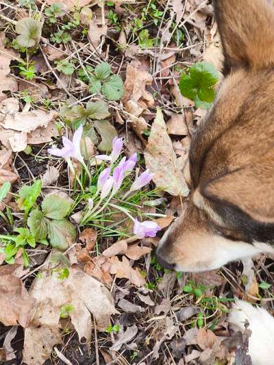Dogorama Photo Challenge - die ersten Frühjahrsblumen-Beitrag-Bild