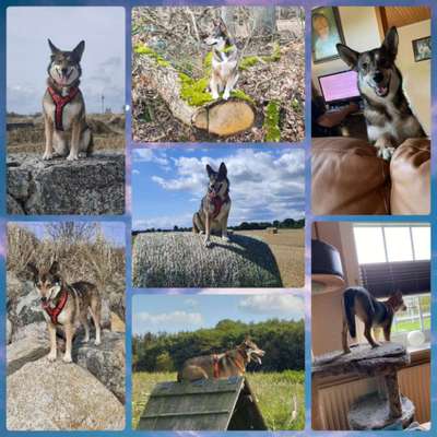 Fotos &Collagen: Beobachtungsposten-Beitrag-Bild