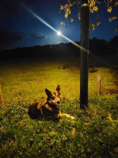 Dogorama Photo Challenge - Licht-Beitrag-Bild