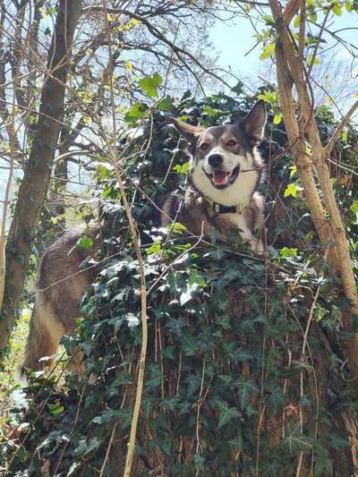 34. Collagen Challenge: "Crazy dogs"-Beitrag-Bild