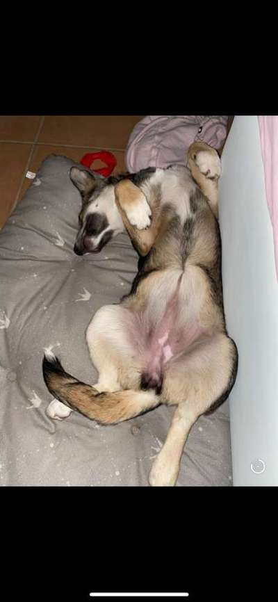 Dogorama Photo Challenge - Wälzen-Beitrag-Bild