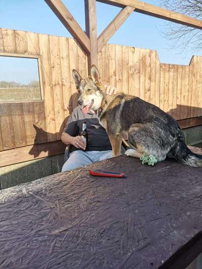 31. Handy - Fotochallenge
Vierbeiner mit am Tisch-Beitrag-Bild