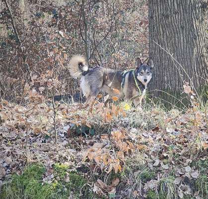 Ton in Ton-Beitrag-Bild