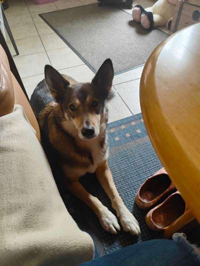 35.Collagen Challenge:„Bettelblick"-Beitrag-Bild