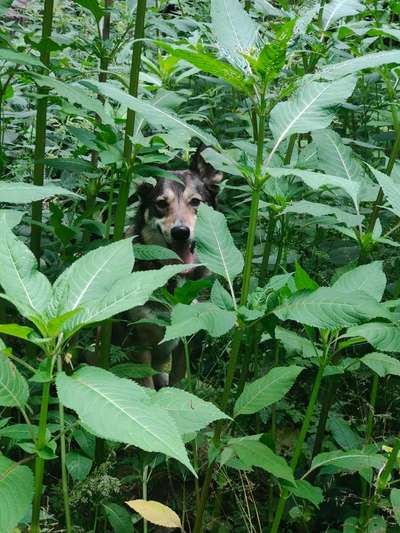 143. Fotochallenge: Ja, wo isser denn?-Beitrag-Bild