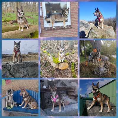 31. Collagen Challenge - Bänke/ Steine /Baumstümpfe-Beitrag-Bild