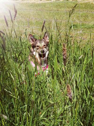 Lustigsten Bilder-Beitrag-Bild