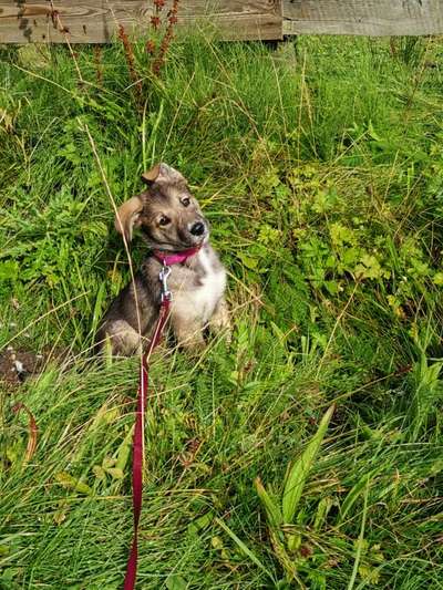 Farben Fotochallenge Thema ,,Grün"-Beitrag-Bild