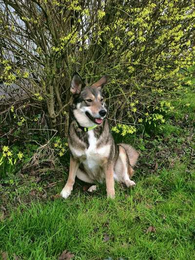 Dogorama Photo Challenge - Frühlingserwachen-Beitrag-Bild