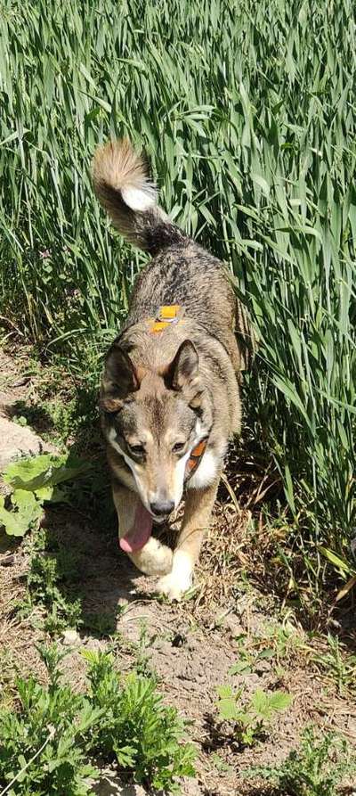 38. Collagen Challenge - "Waschlappen"-Beitrag-Bild