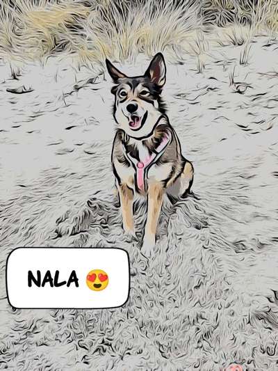 Fotochallenge 124 - Dein Comic-Hund-Beitrag-Bild