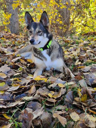 Dogorama Photo Challenge - Portrait-Beitrag-Bild