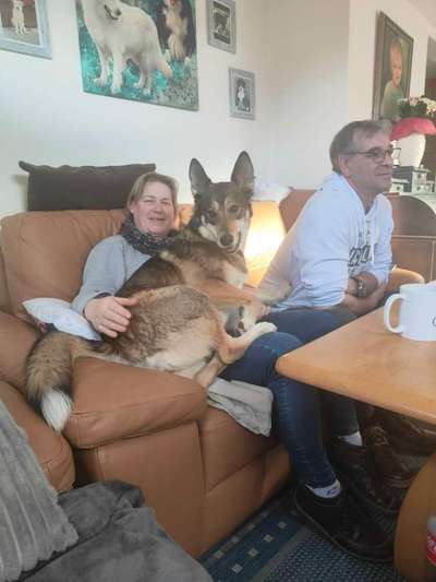 Zeigt her; eure "zu gross geratenen Schosshunde"-Beitrag-Bild