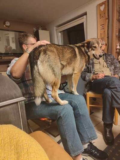 85. Foto Challenge : Schosshund-Beitrag-Bild