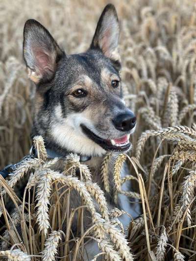 17. Farben Foto Challenge: Pastellfarben-Beitrag-Bild