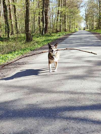 34. Collagen Challenge: "Crazy dogs"-Beitrag-Bild