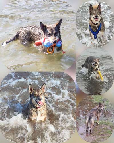 51.Collagen Challenge: Wasserhunde-Beitrag-Bild