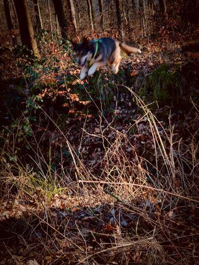 Fotochallenge NR. 123     -Karneval der Tiere--Beitrag-Bild