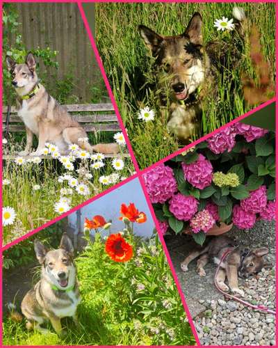 47. Collage Challenge - Sag's mit Blumen-Beitrag-Bild